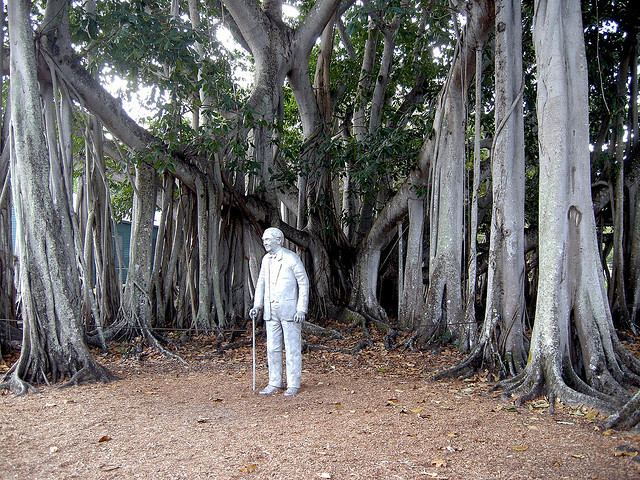 Banyan tree of Thomas Edison